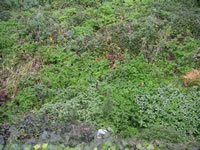 La vegetazione ed il terreno da riporto che coprono degli archi del Castello di Andretta