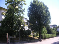 Alberi a lato della piazzetta antistante la Chiesa di Santa Maria delle Grazie