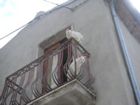 Due gattini bianchi sopra un balcone a Bisaccia vecchia