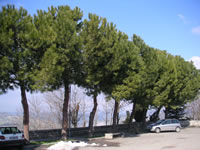 Un filare di alberi