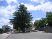 Il viale alberato all'ingresso di Castelvetere sul Calore