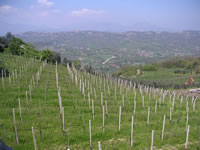 Un bel campo coltivato al lato della piazza di Chianchetelle