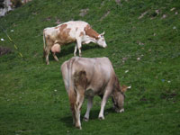 Due bovini intenti a mangiare l'erba