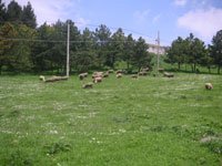 Un gregge di pecore all'ingresso di Greci