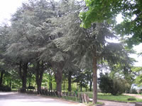 Un filare di alberi