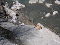 Due cani mentre riposano a margine del fiume Ufita