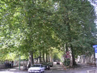 Viale S. Modestino visto dalla chiesa di S. Modestino