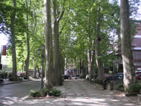 Passeggiando lungo il viale platani di Viale S. Modestino