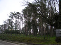 La pineta comunale di Montecalvo Irpino