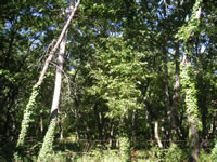 La fitta vegetazione che circonda Monteverde