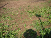 La terra che faceva parte della Vigna Veterana