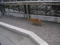 Un bel gattone che vaga per il centro del paese