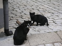 Due simpatici gatti nel centro storico