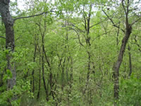 Il bosco di cerri secolari sulla collina di Girifalco