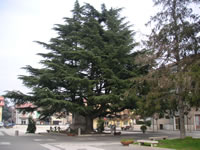 Un albero imponente alle spalle del monumento ai Caduti