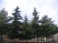 Giardini